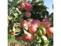 plodovye-derevia-i-plodovye-krupnomery-bolsemery-vzroslye-derevia-small-1