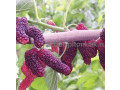 plodovye-derevia-i-plodovye-krupnomery-bolsemery-vzroslye-derevia-small-0