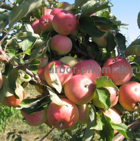plodovye-derevia-i-plodovye-krupnomery-bolsemery-vzroslye-derevia-big-1