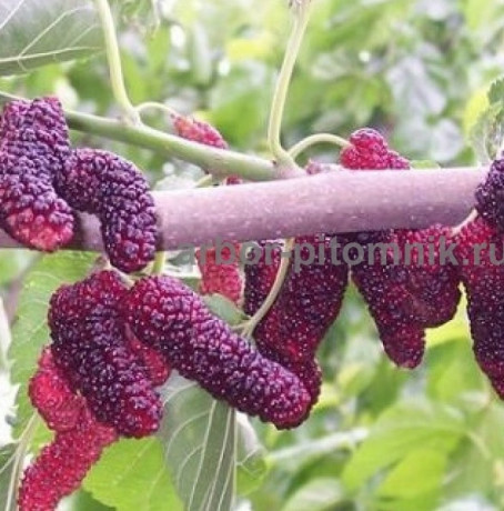 plodovye-derevia-i-plodovye-krupnomery-bolsemery-vzroslye-derevia-big-0