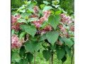 sazency-i-krupnomery-sireni-iz-podmoskovnogo-pitomnika-small-1