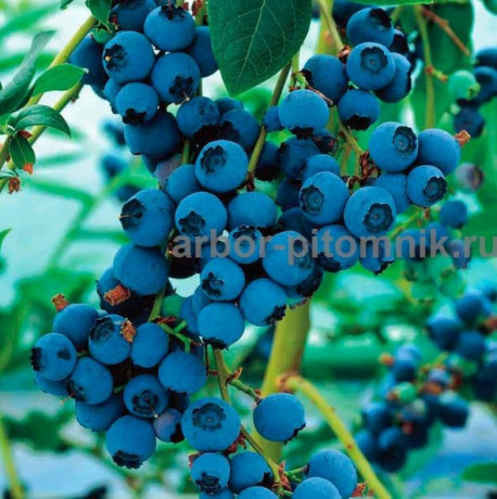 sazency-i-krupnomery-golubiki-kupit-v-moskve-i-podmoskove-s-posadkoi-big-1