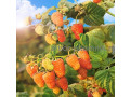plodovye-derevia-i-plodovye-krupnomery-bolsemery-vzroslye-derevia-small-0