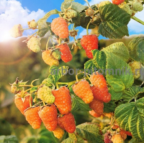 plodovye-derevia-i-plodovye-krupnomery-bolsemery-vzroslye-derevia-big-0