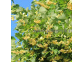 krupnomery-v-moskve-i-podmoskove-s-dostavkoi-i-posadkoi-small-2