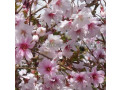 sakura-visnia-iaponskaia-dekorativnaia-v-gorskax-dlia-posadki-kupit-small-1
