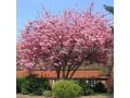 sakura-visnia-iaponskaia-dekorativnaia-v-gorskax-dlia-posadki-kupit-small-0