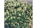 sakura-visnia-iaponskaia-dekorativnaia-v-gorskax-dlia-posadki-kupit-small-3