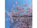sakura-visnia-iaponskaia-dekorativnaia-v-gorskax-dlia-posadki-kupit-small-2