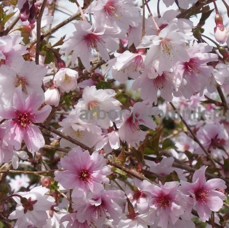 sakura-visnia-iaponskaia-dekorativnaia-v-gorskax-dlia-posadki-kupit-big-1