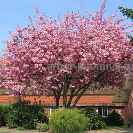 sakura-visnia-iaponskaia-dekorativnaia-v-gorskax-dlia-posadki-kupit-big-0