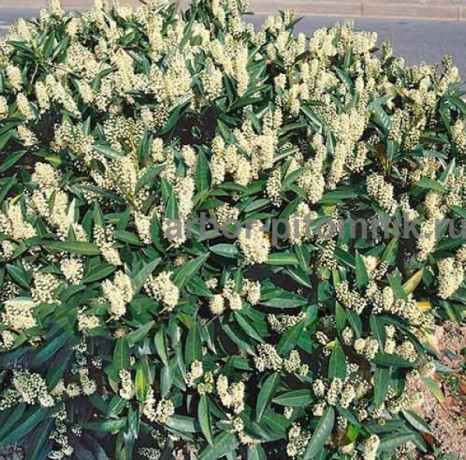 sakura-visnia-iaponskaia-dekorativnaia-v-gorskax-dlia-posadki-kupit-big-3