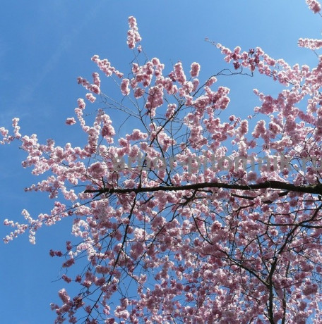 sakura-visnia-iaponskaia-dekorativnaia-v-gorskax-dlia-posadki-kupit-big-2