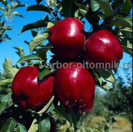 sazency-iabloni-iz-pitomnika-s-dostavkoi-i-posadkoi-po-nizkoi-cene-big-1