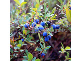 Саженцы и крупномеры голубики купить в Москве и Подмосковье с посадкой