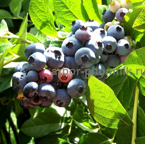 sazency-i-krupnomery-golubiki-kupit-v-moskve-i-podmoskove-s-posadkoi-big-1