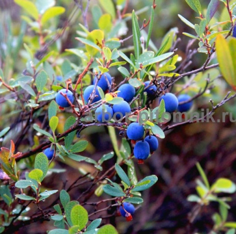 sazency-i-krupnomery-golubiki-kupit-v-moskve-i-podmoskove-s-posadkoi-big-0