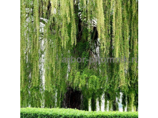 Крупномеры в Москве и Подмосковье с доставкой и посадкой