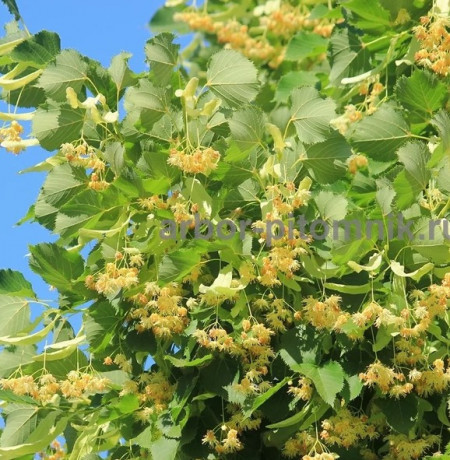 krupnomery-v-moskve-i-podmoskove-s-dostavkoi-i-posadkoi-big-4