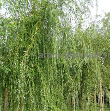 krupnomery-v-moskve-i-podmoskove-s-dostavkoi-i-posadkoi-big-1