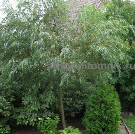 krupnomery-v-moskve-i-podmoskove-s-dostavkoi-i-posadkoi-big-2