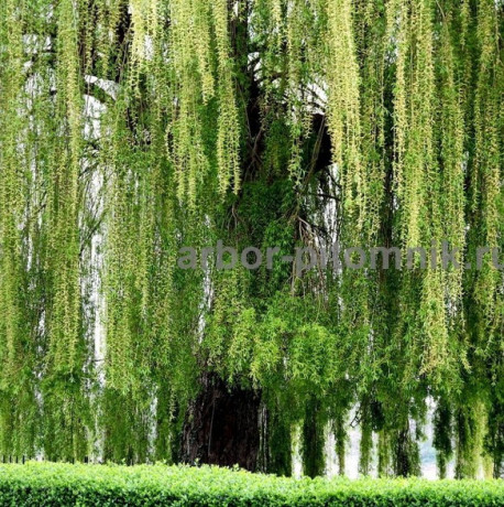 krupnomery-v-moskve-i-podmoskove-s-dostavkoi-i-posadkoi-big-0