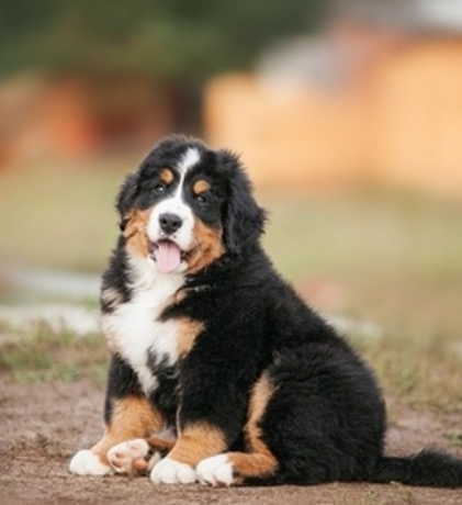 shhenki-bernskogo-zennenxunda-big-0